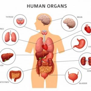 Organos del cuerpo