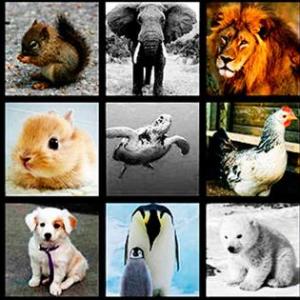Memori de Animales
