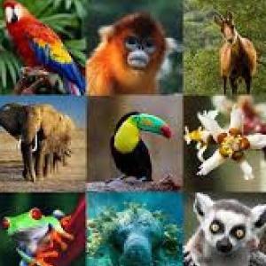 Los animales