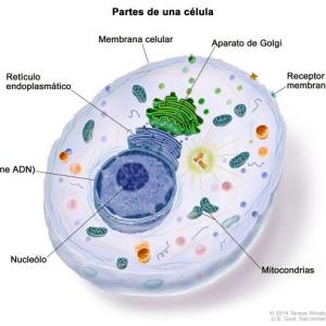Partes de una célula vegetal