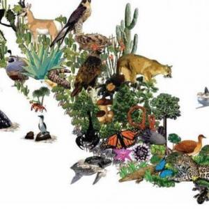 adivina los animales sivestres!