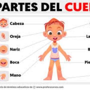 partes del cuerpo humano