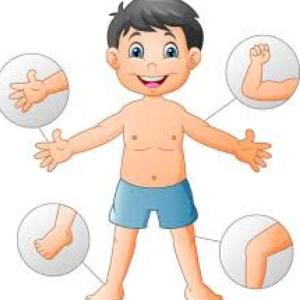 Las Partes del Cuerpo Humano