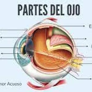 Las patologías que ocasionan perdida