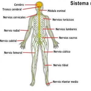 Sistema nervioso