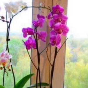 Flores