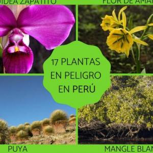 FLORA Y FAUNA EN PELIGRO DE EXTINCIÓN