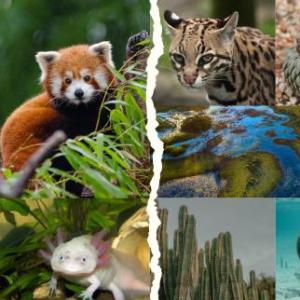 Biodiversidad genética, especies y ecosistemas
