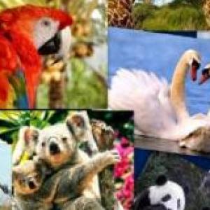 Animales diferentes