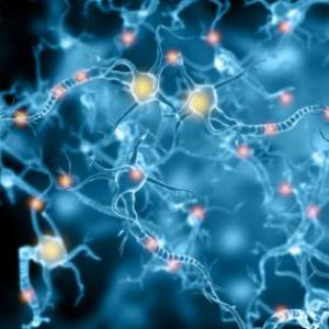 Imagen de portada del videojuego educativo: Células nerviosas, de la temática Biología