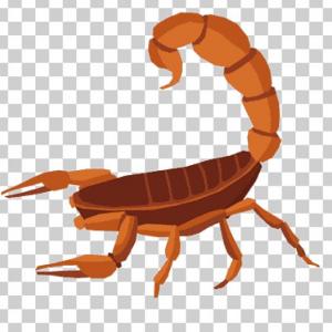 ANIMALES DESIERTO Y SELVA