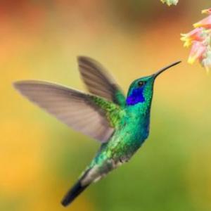 EL COLIBRI Y SU NIDO