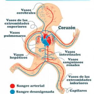 Imagen de portada del videojuego educativo: Aparato Circulatorio, de la temática Biología