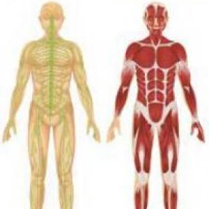 Sistema muscular y nervioso