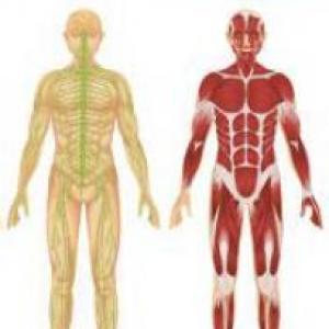 Sistema muscular y nervioso