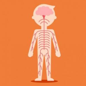 Conoce sobre tu sistema muscular y nervioso