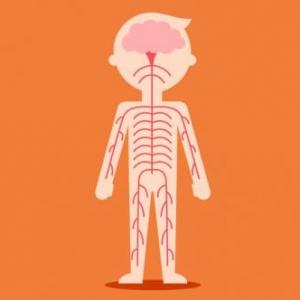 conoce sobre tu sistema muscular y nervioso