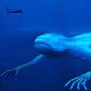 encuentra los animales