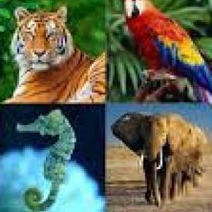 ¿Dónde viven los animales?