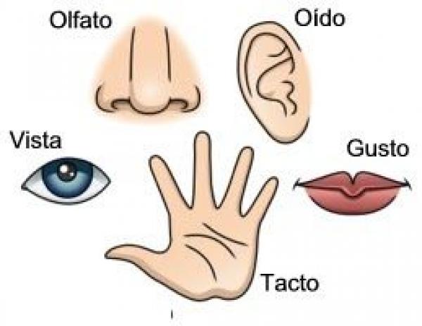 Memoria los 5 sentidos