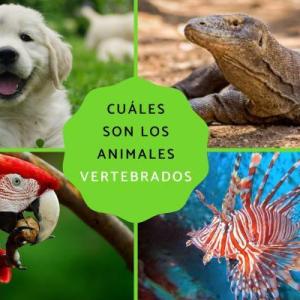 Animales vertebrados
