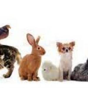 ANIMALES DOMESTICOS