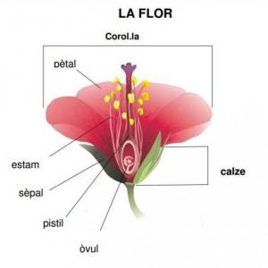 LES PLANTES