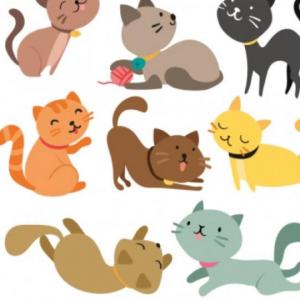 Clasificando animales