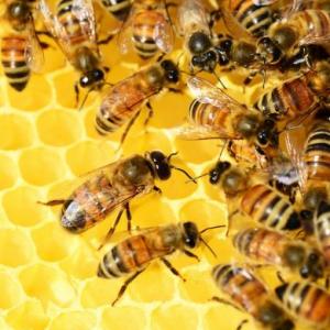 MEMOTEST DE INSECTOS SOCIALES
