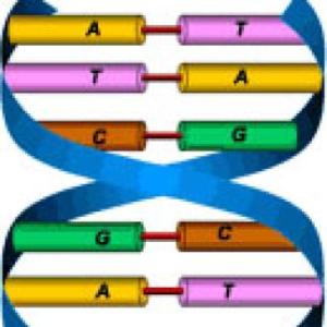 ÁCIDOS NUCLEICOS