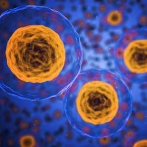 MITOSIS