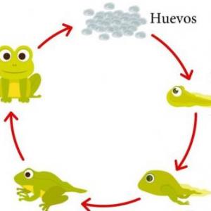 Ciclo de vida