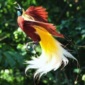 Aves