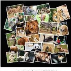 memorama de animales
