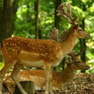 Animales de Bosque