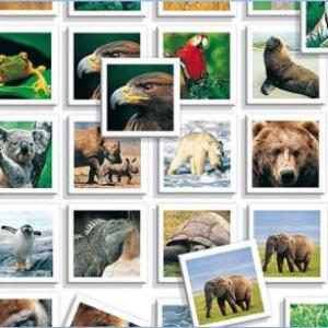 Animales asombrosos III