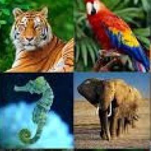 Animales
