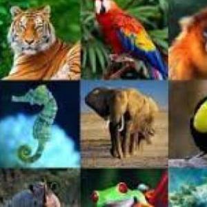 coinsidencias de animales
