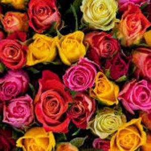 Flores