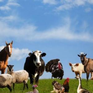 ANIMALES