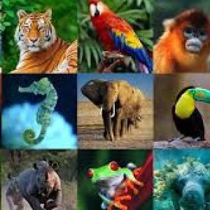 Portada del juego Animals – Idiomas