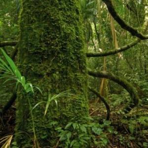 Conociendo la Selva Misionera