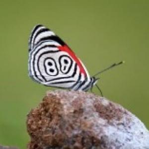 Biodiversidad Sobresaliente