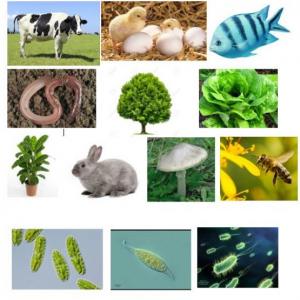 NUTRICIÓN Y REPRODUCCIÓN DE SERES VIVOS