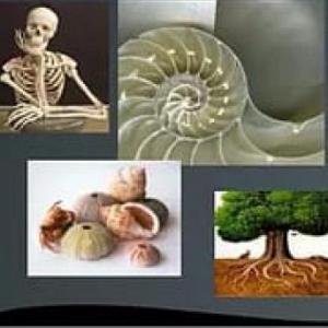 Las estructuras