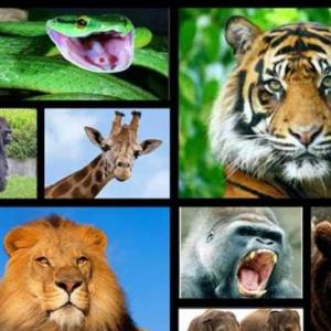 Animales salvajes