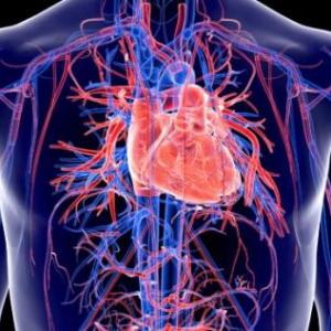 Sistema cardiovascular