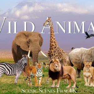 Wild Animals
