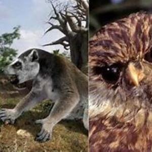 Animales carnivoros