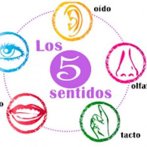 Los 5 sentidos